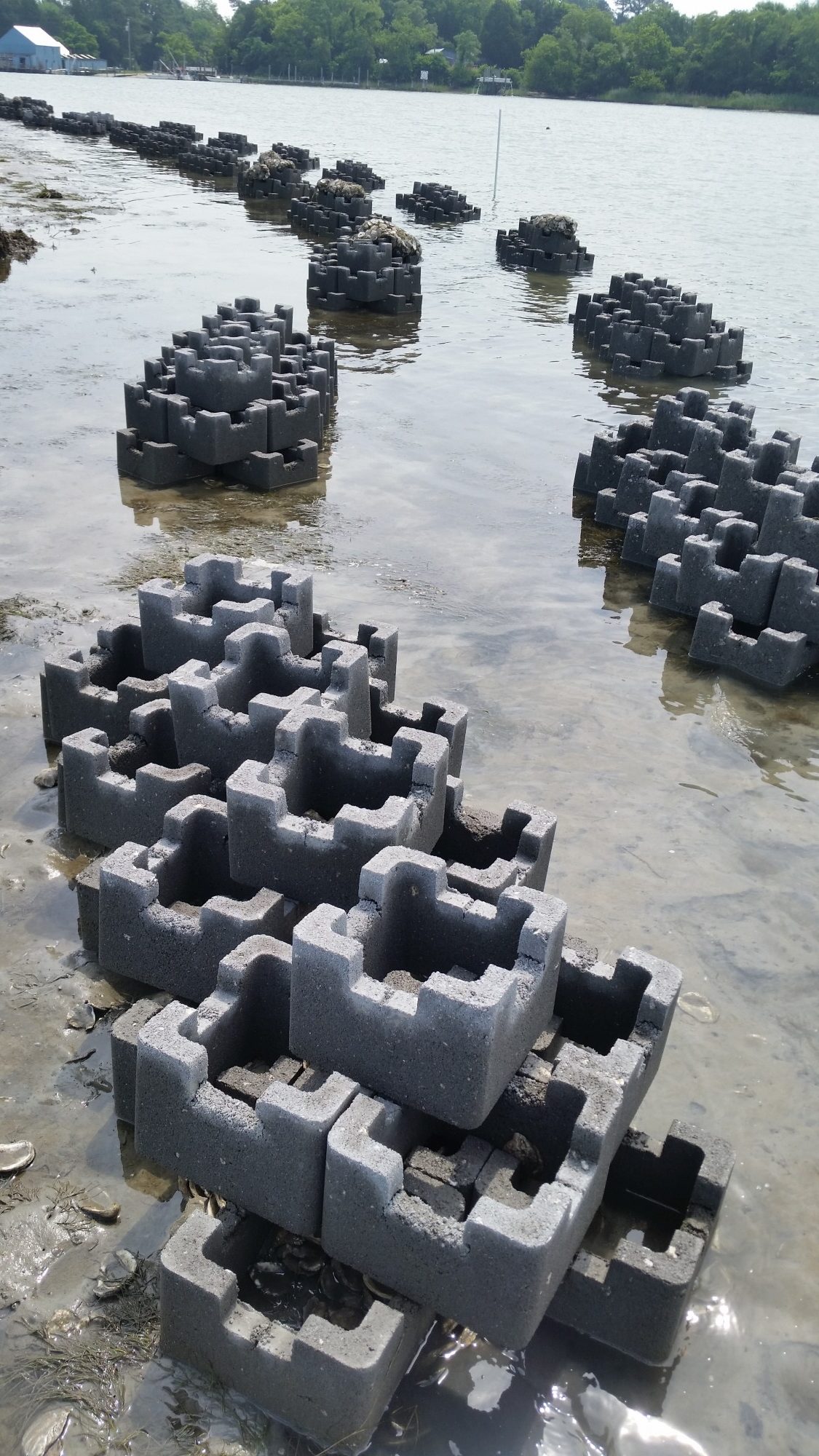 Oyster Castle Living Shoreline Project with the VMRC (3)